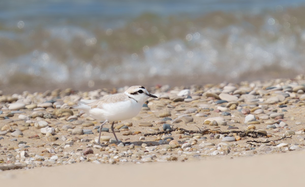 Snowy Plover - ML620431904