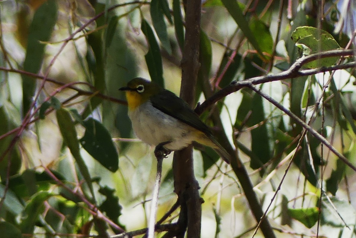 Swinhoe's White-eye - ML620431907