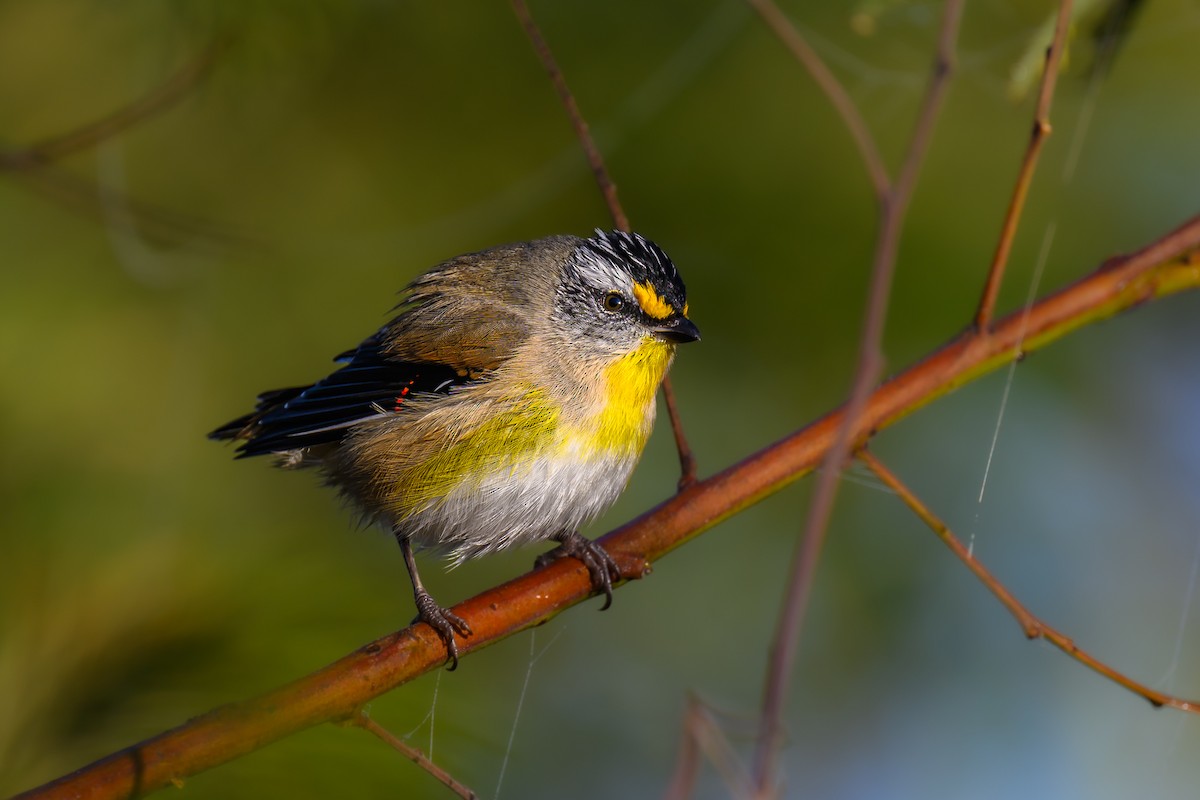 Streifenpanthervogel (ornatus) - ML620431908