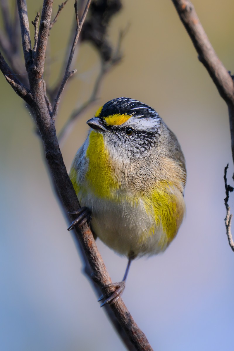 Pardalote à point jaune (ornatus) - ML620431909