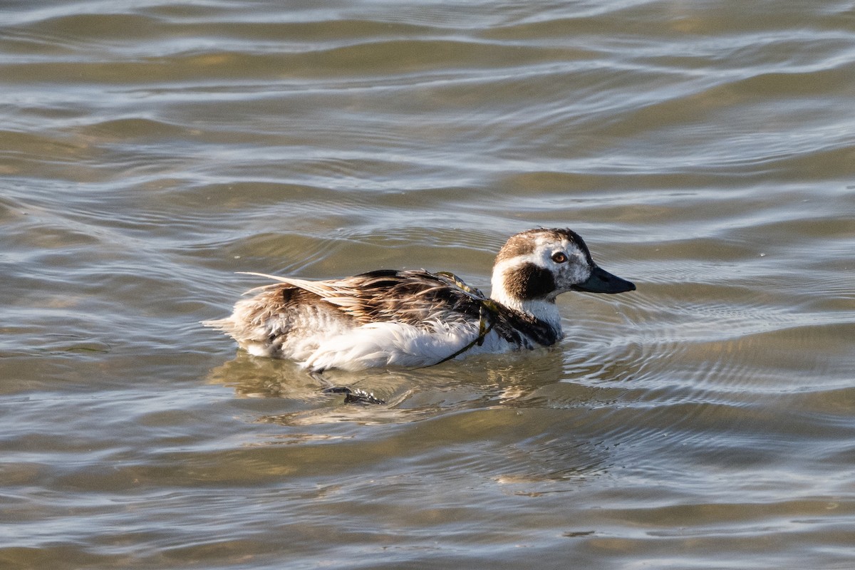 Long-tailed Duck - ML620431912