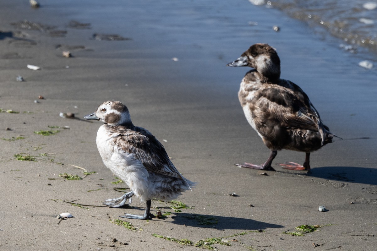 Long-tailed Duck - ML620431913