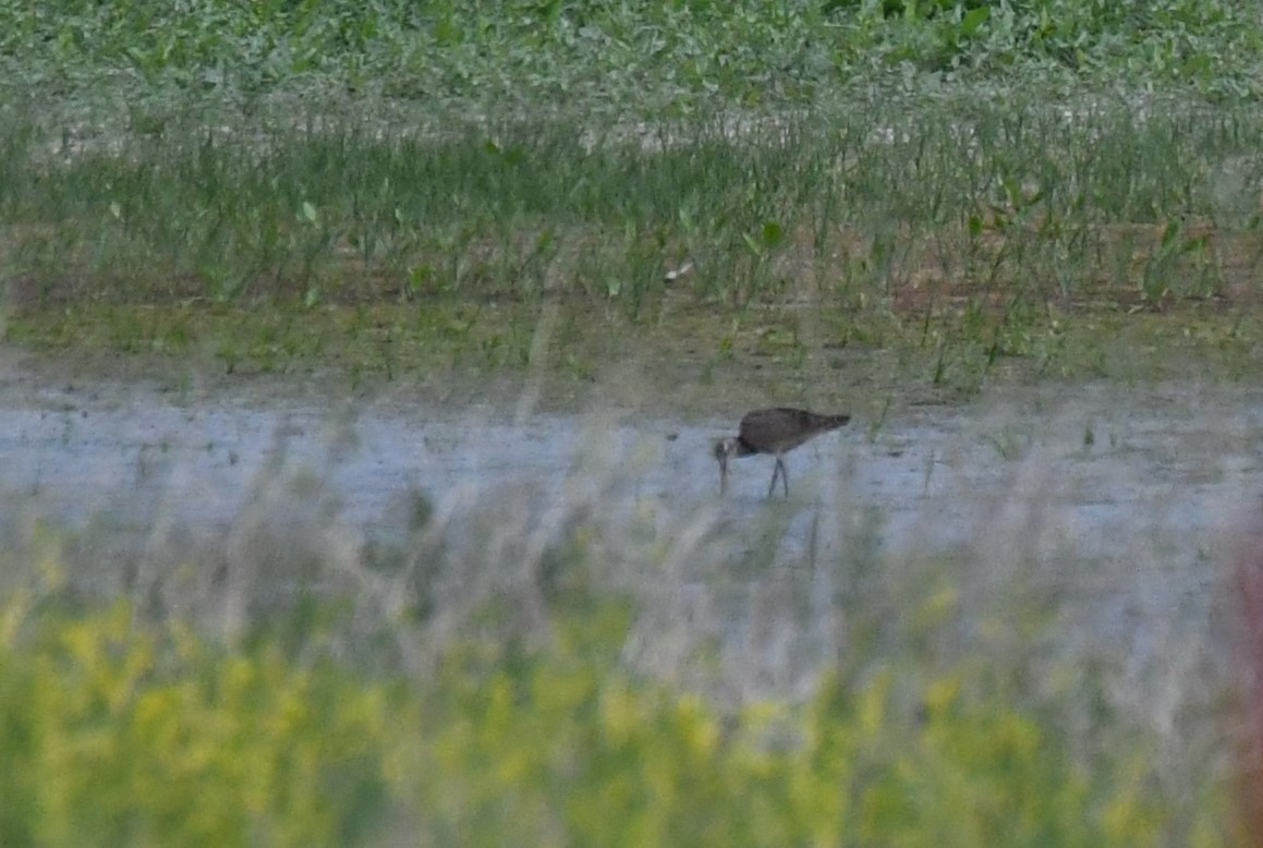 Marbled Godwit - Tina Rosier