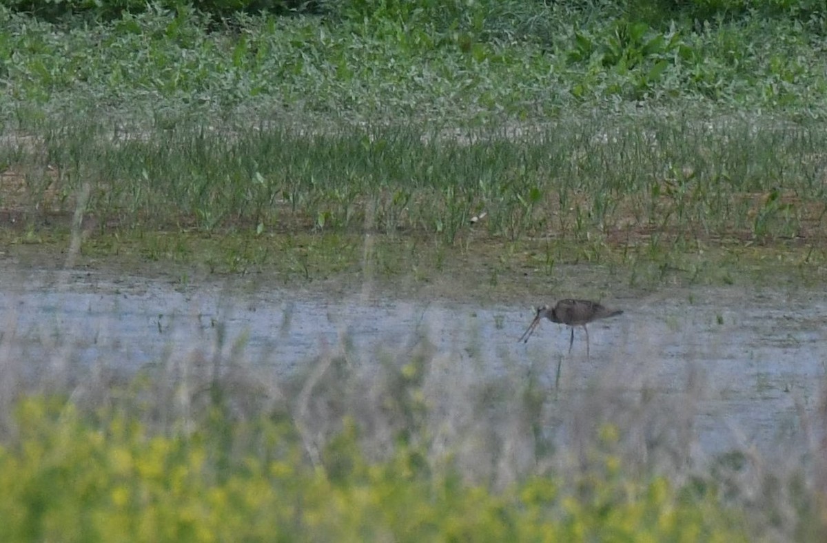 Marbled Godwit - ML620431917