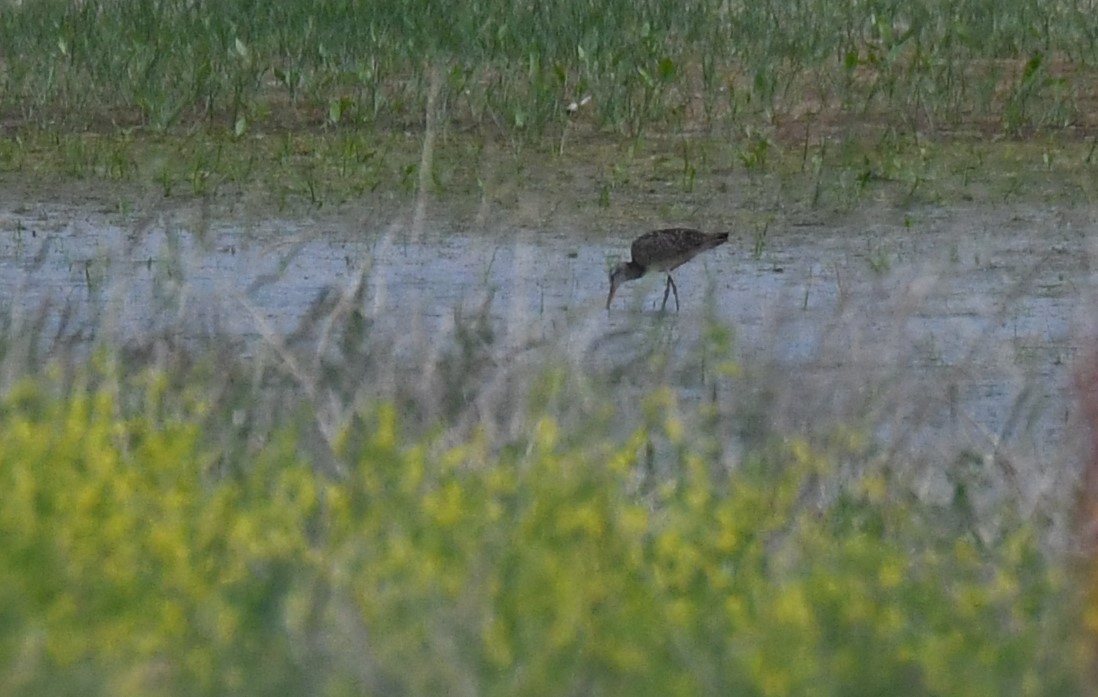 Marbled Godwit - ML620431918