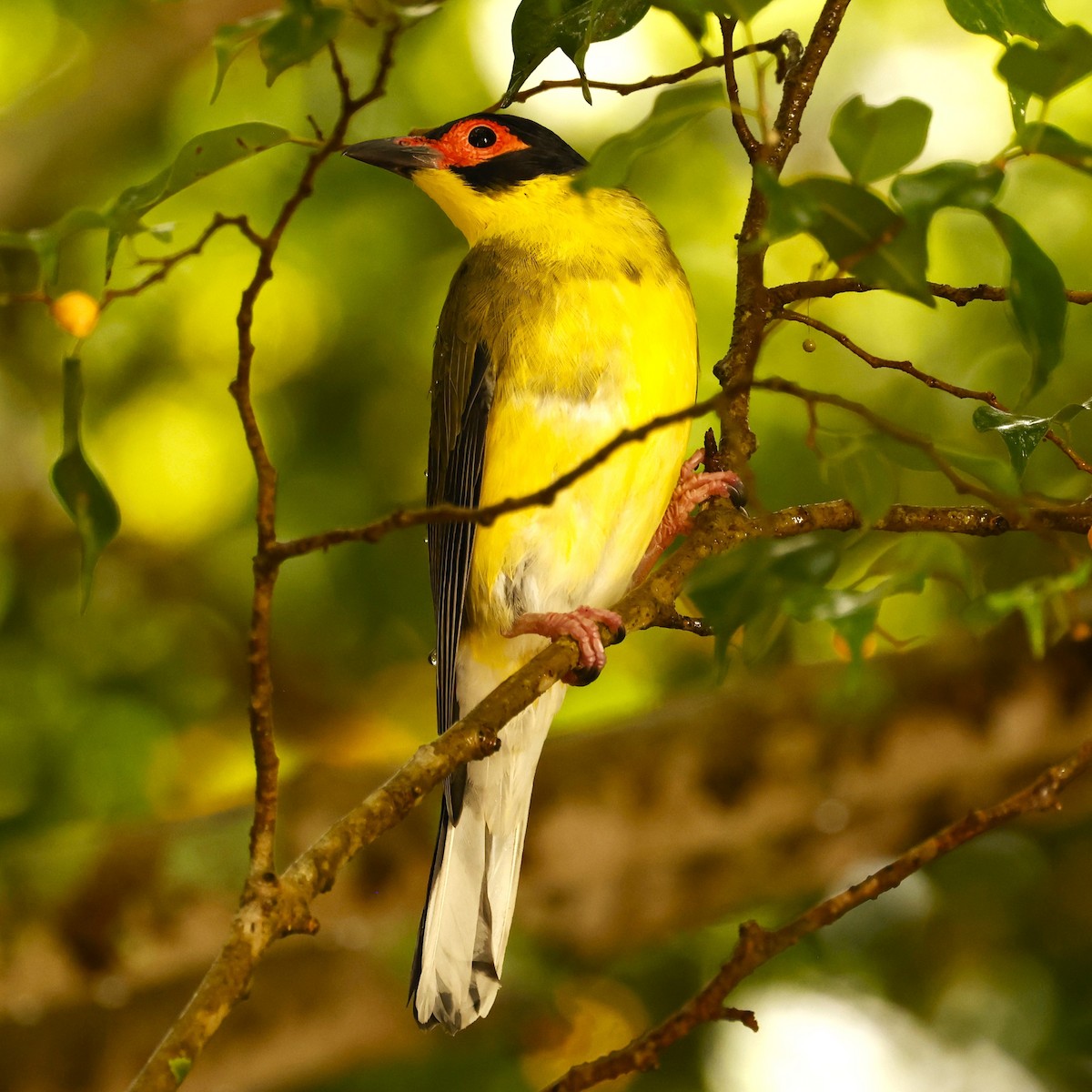 Australasian Figbird - ML620431923