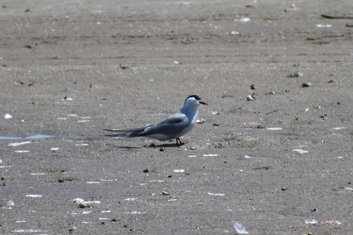 Arctic Tern - ML620431926