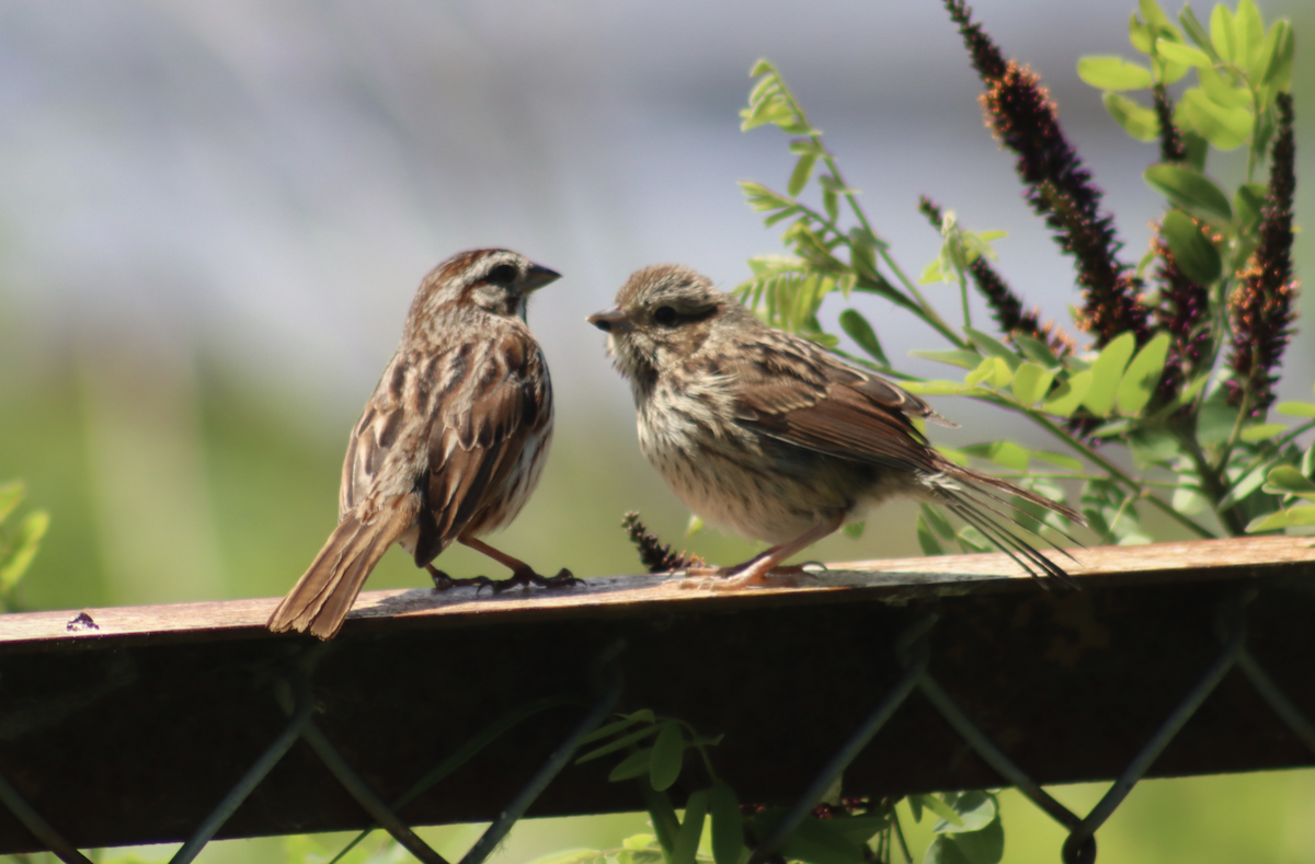 Song Sparrow - ML620431929