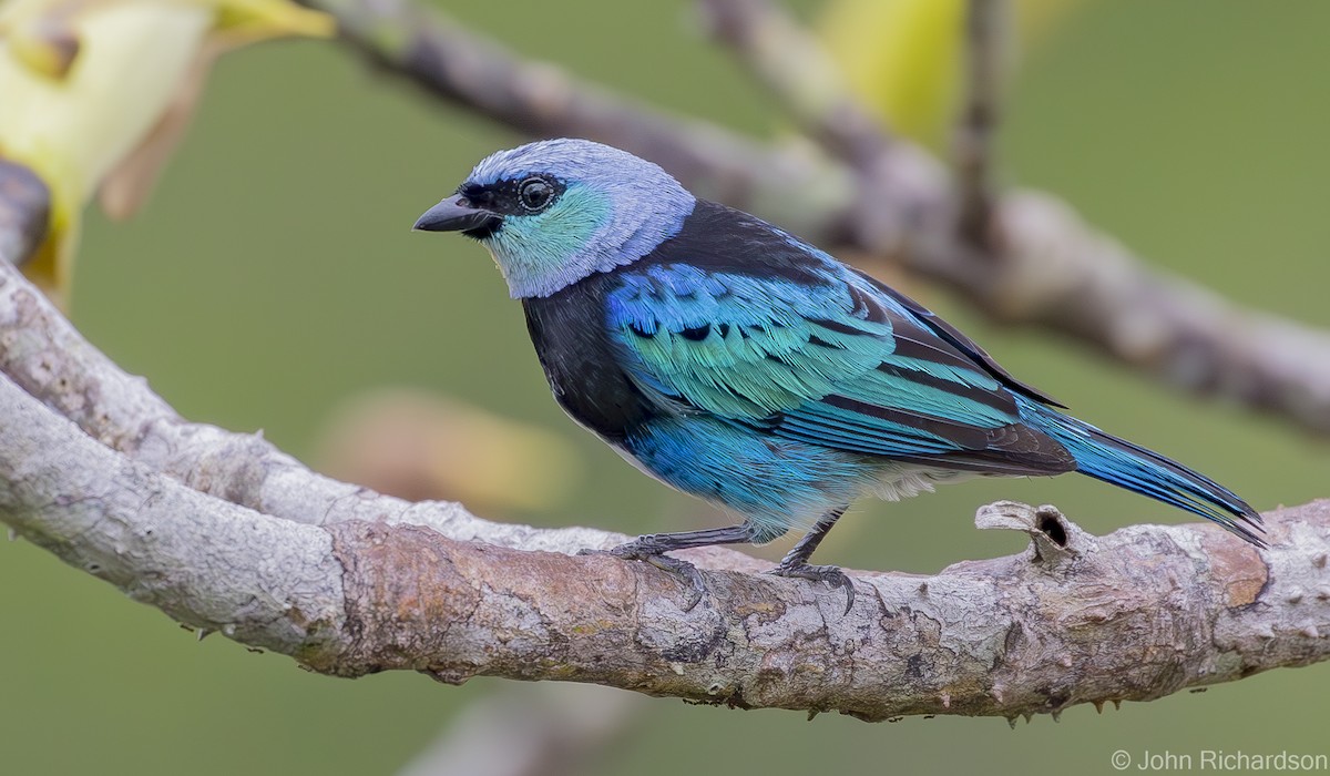 Masked Tanager - ML620431930