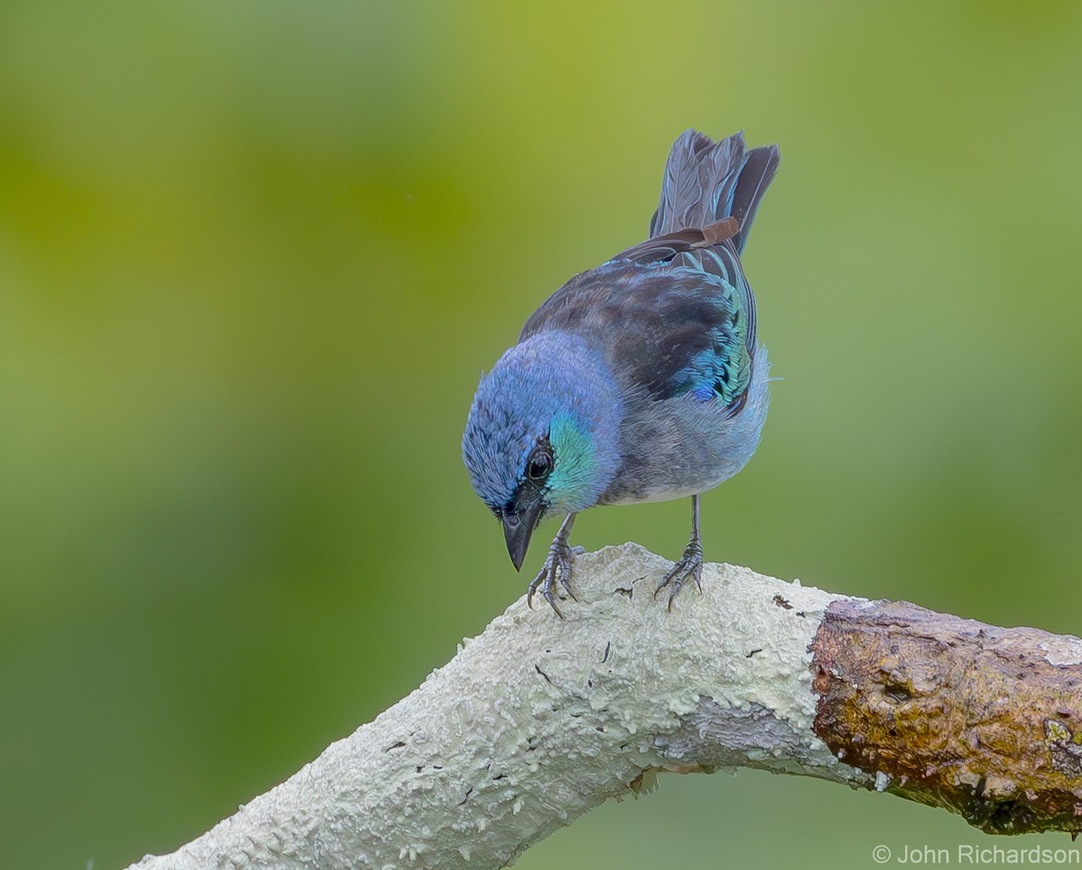 Masked Tanager - ML620431931