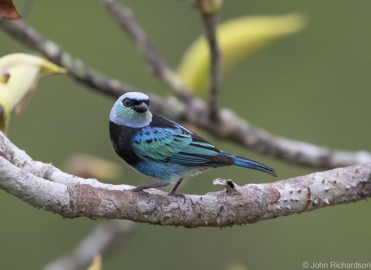 Masked Tanager - ML620431932