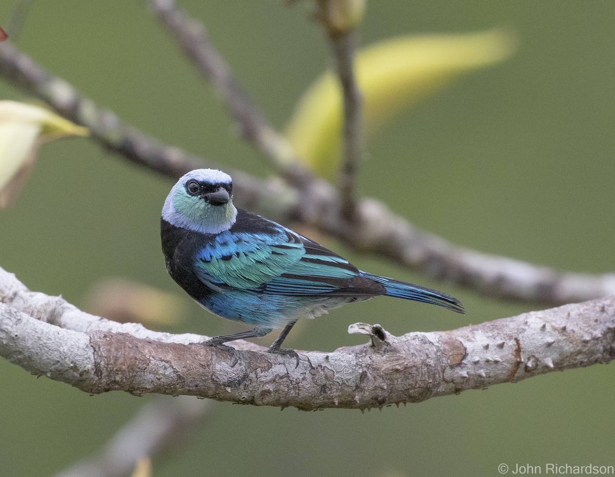 Masked Tanager - ML620431933