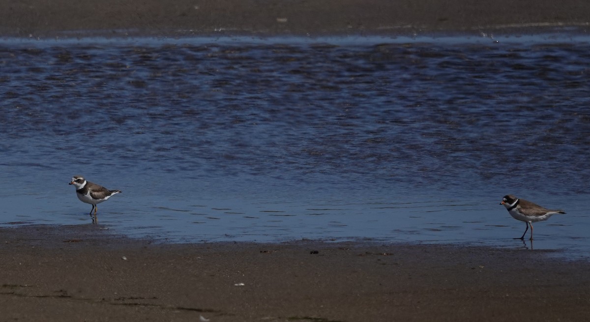 Semipalmated Plover - ML620431937