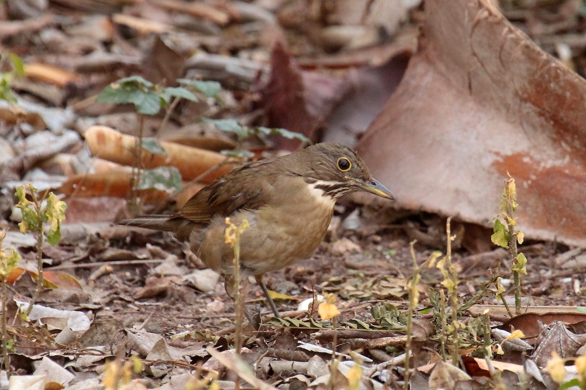 White-throated Thrush - ML620431944