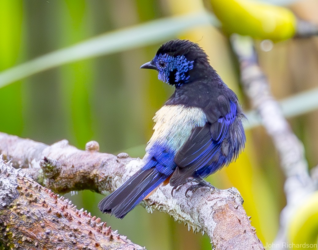 Opal-rumped Tanager - ML620431946