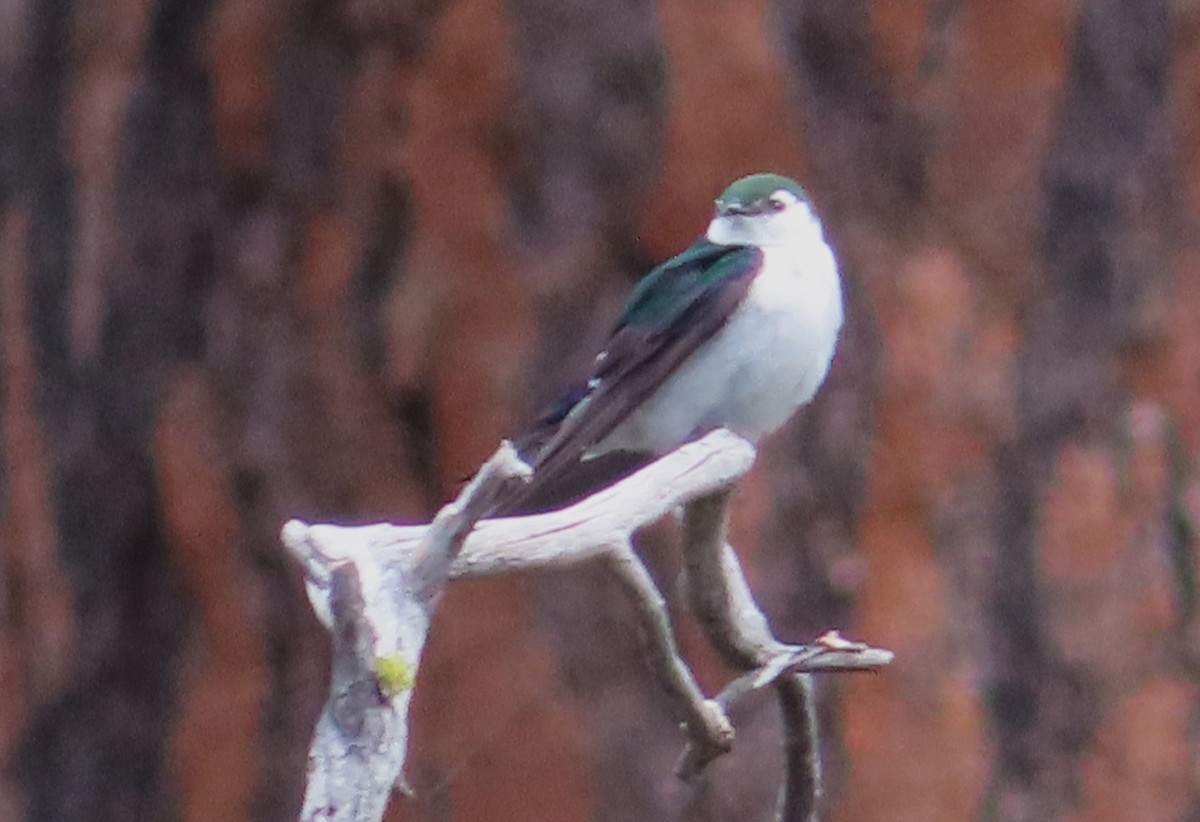 Violet-green Swallow - ML620431949