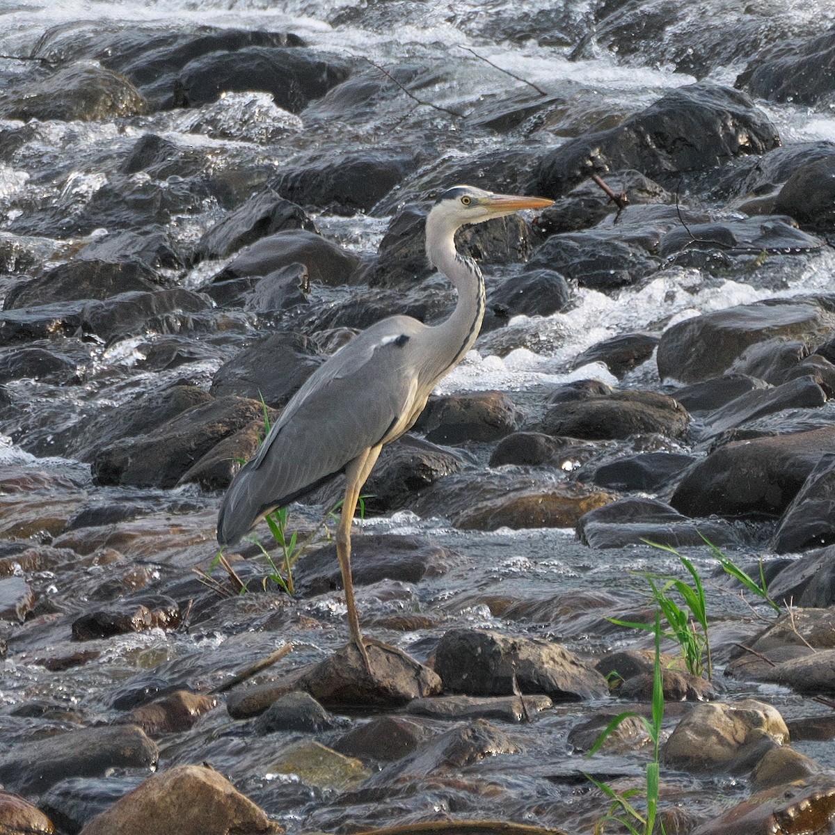 Gray Heron - ML620431950