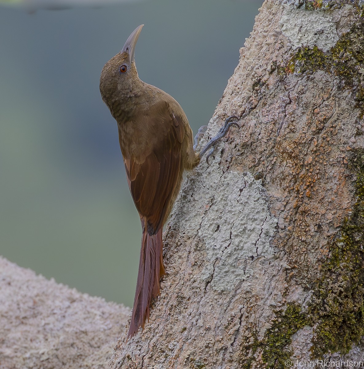 Cinnamon-throated Woodcreeper - ML620431953