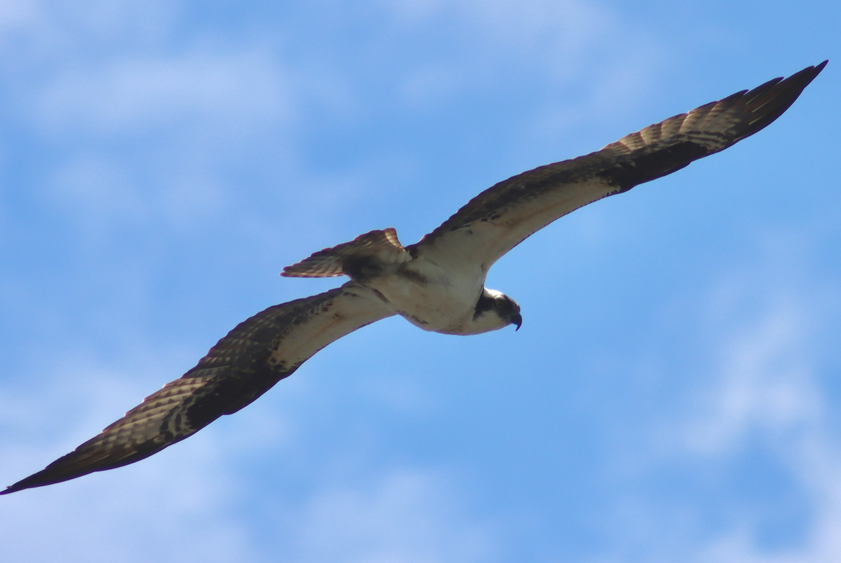 Osprey - Kabir Samsi