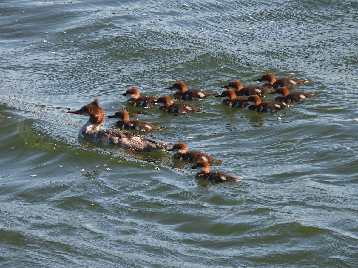 Common Merganser - ML620431956