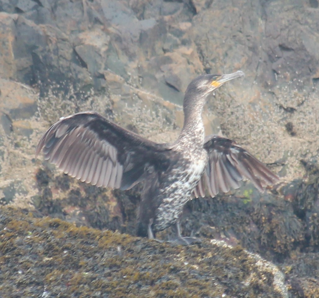 Cormorán Grande (Atlántico norte) - ML620431957