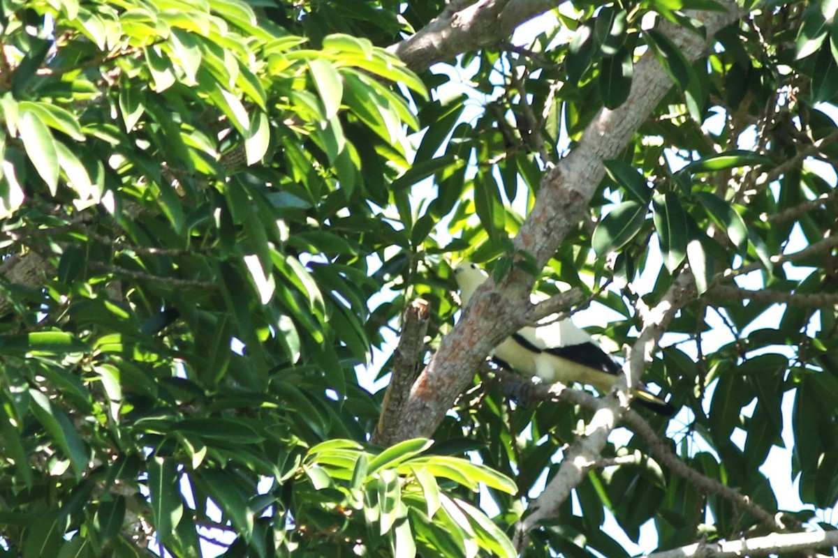 Pied Imperial-Pigeon - ML620431958