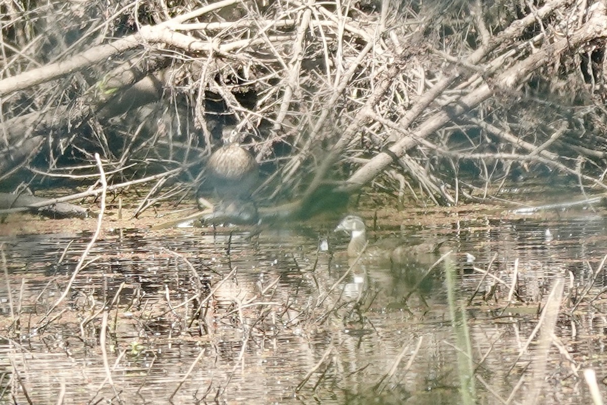 Wood Duck - ML620431959