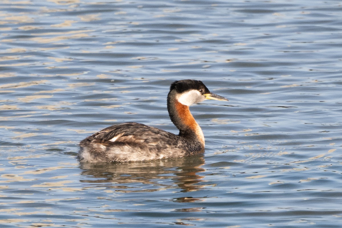 Red-necked Grebe - ML620431961