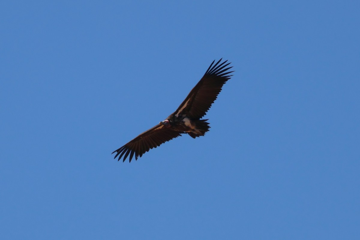 Lappet-faced Vulture - ML620431962