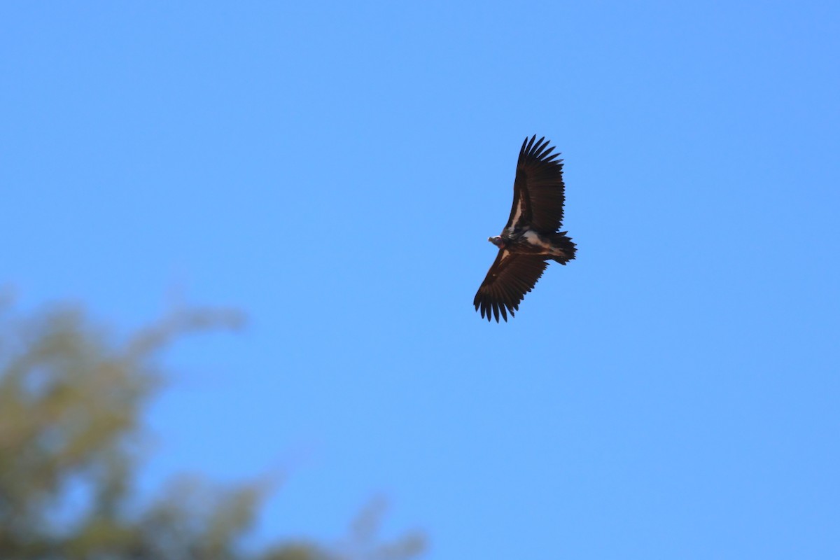 Lappet-faced Vulture - ML620431963