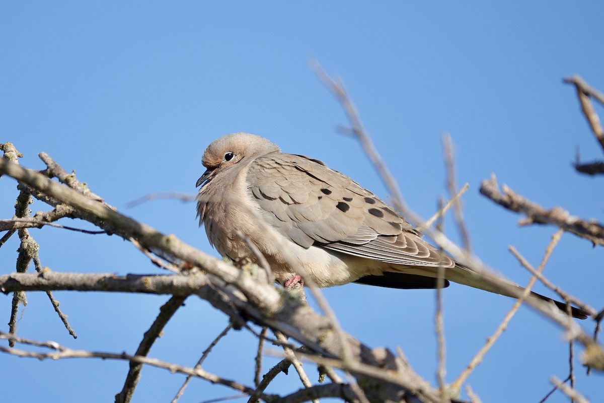 Mourning Dove - ML620431964