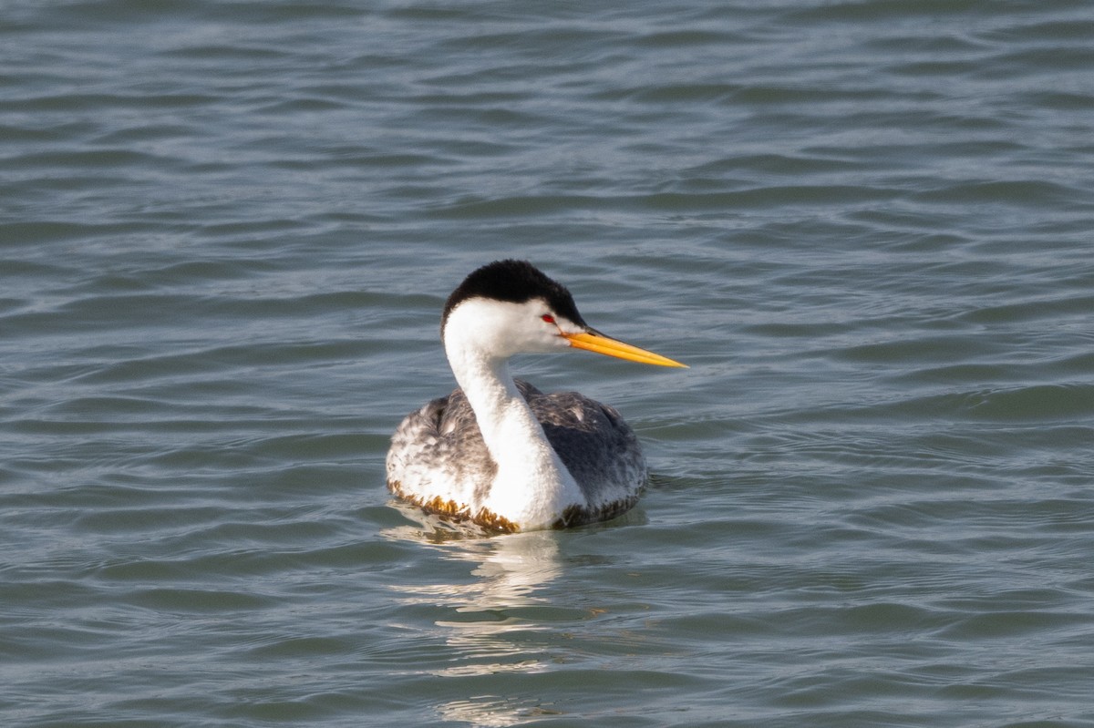 Clark's Grebe - Steve Pearl