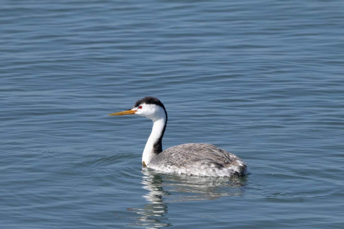 Clark's Grebe - ML620431966