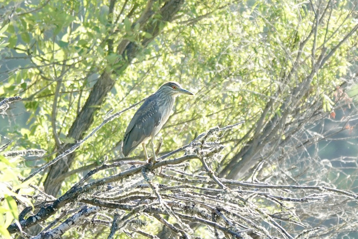 Black-crowned Night Heron - ML620431967