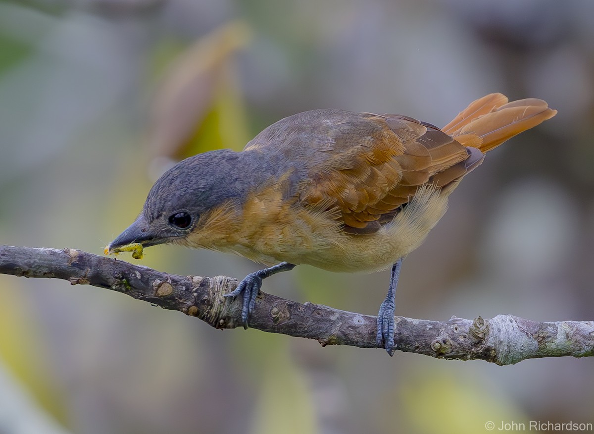 Pink-throated Becard - ML620431970