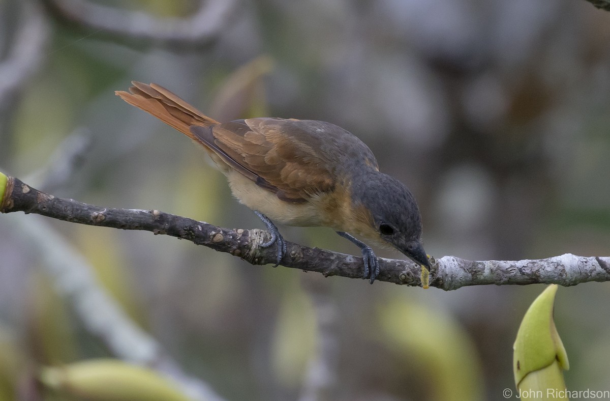 Pink-throated Becard - ML620431972