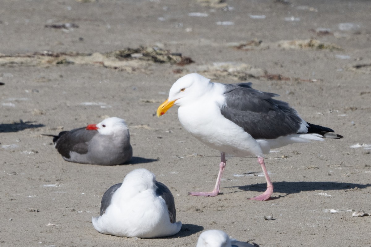 Western Gull - ML620431974