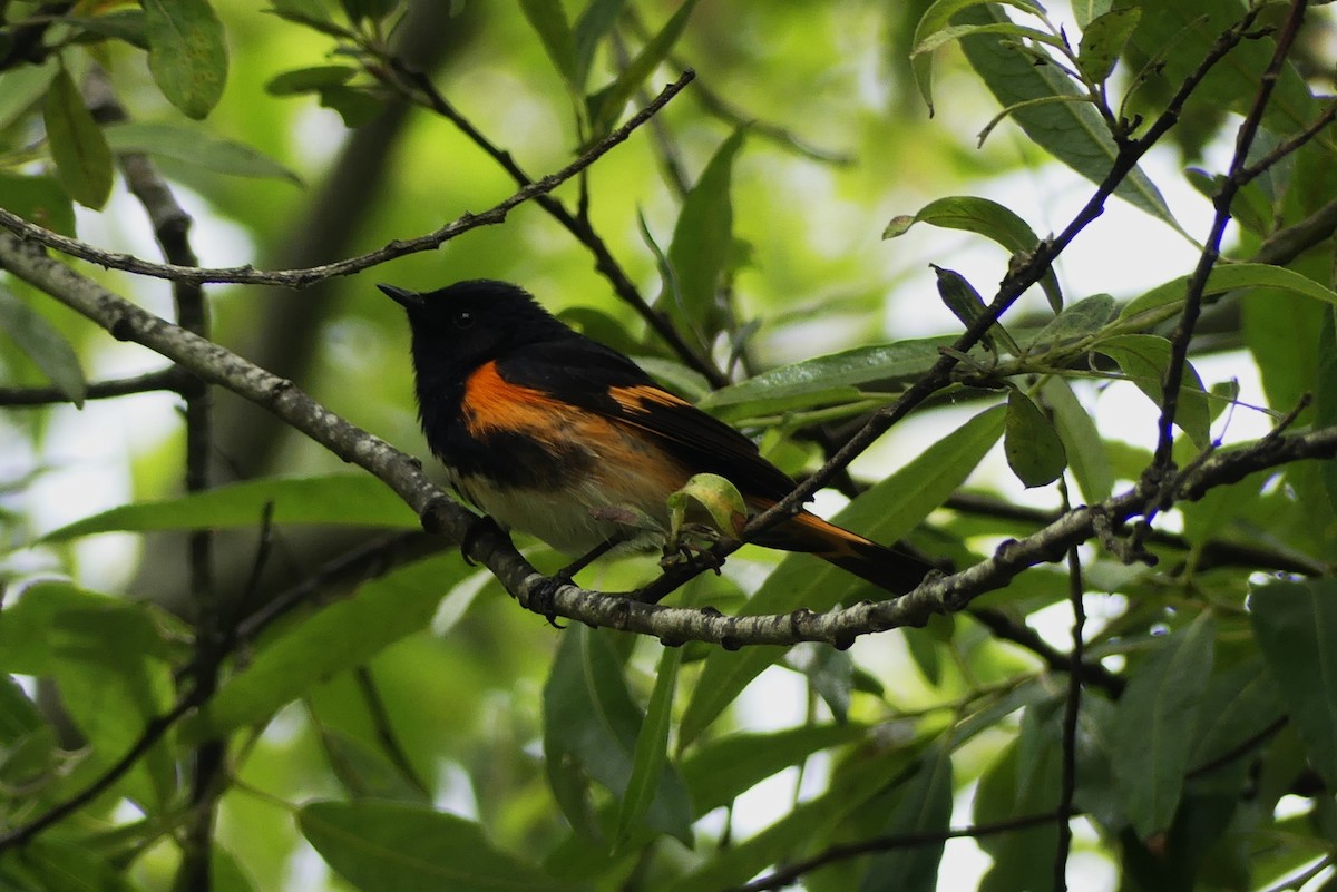 American Redstart - ML620431976