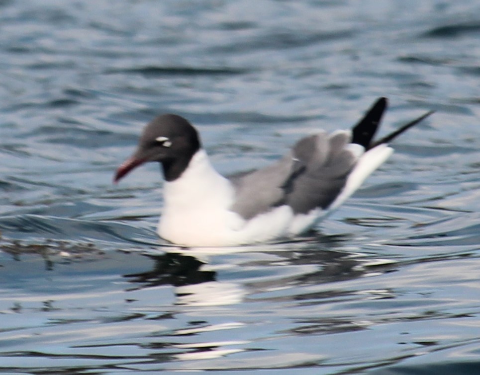 Laughing Gull - ML620431978