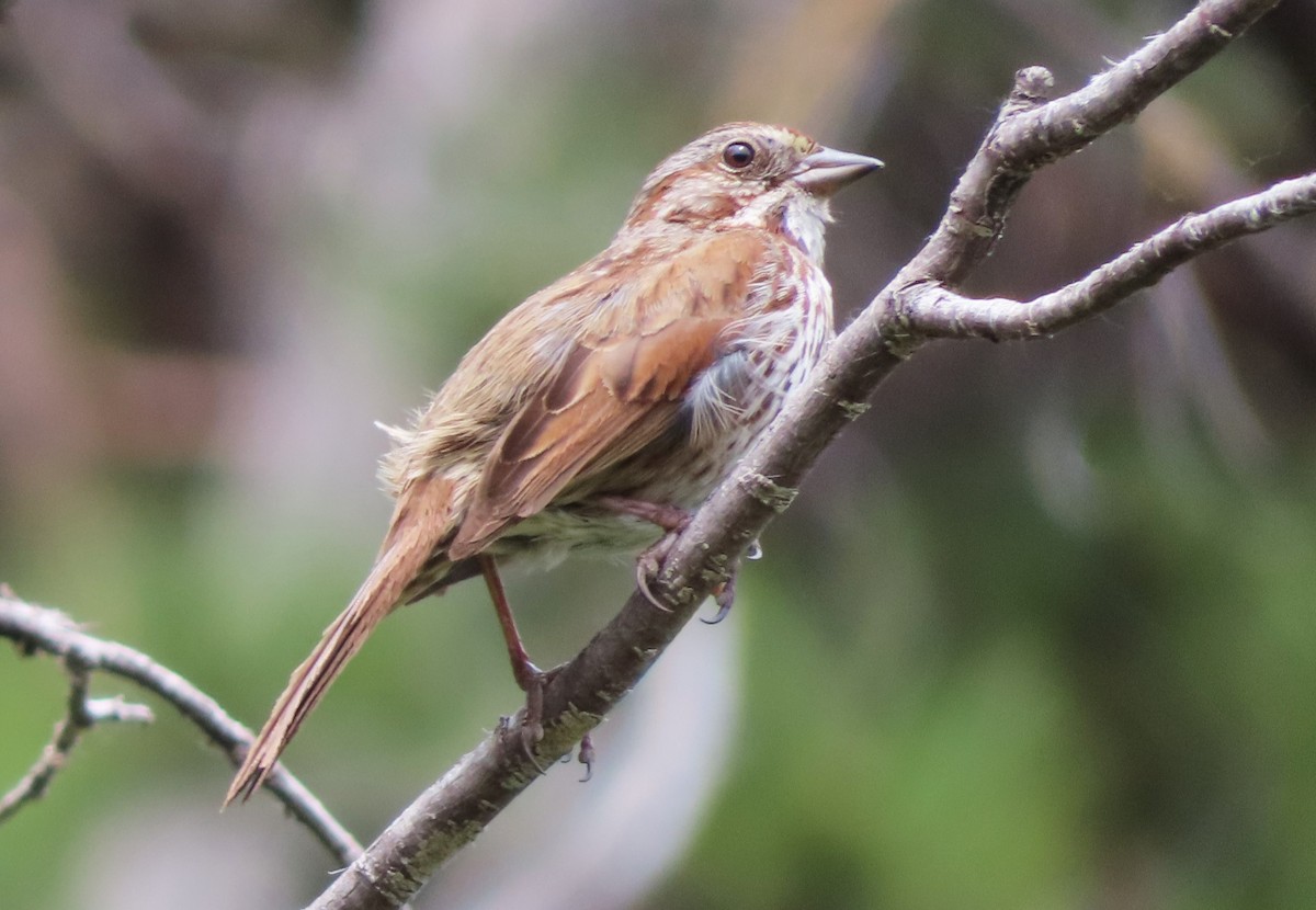 Song Sparrow - ML620431981