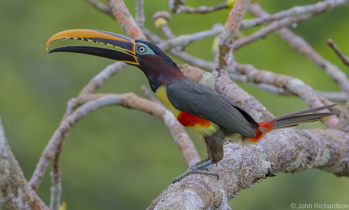 Chestnut-eared Aracari - ML620431983