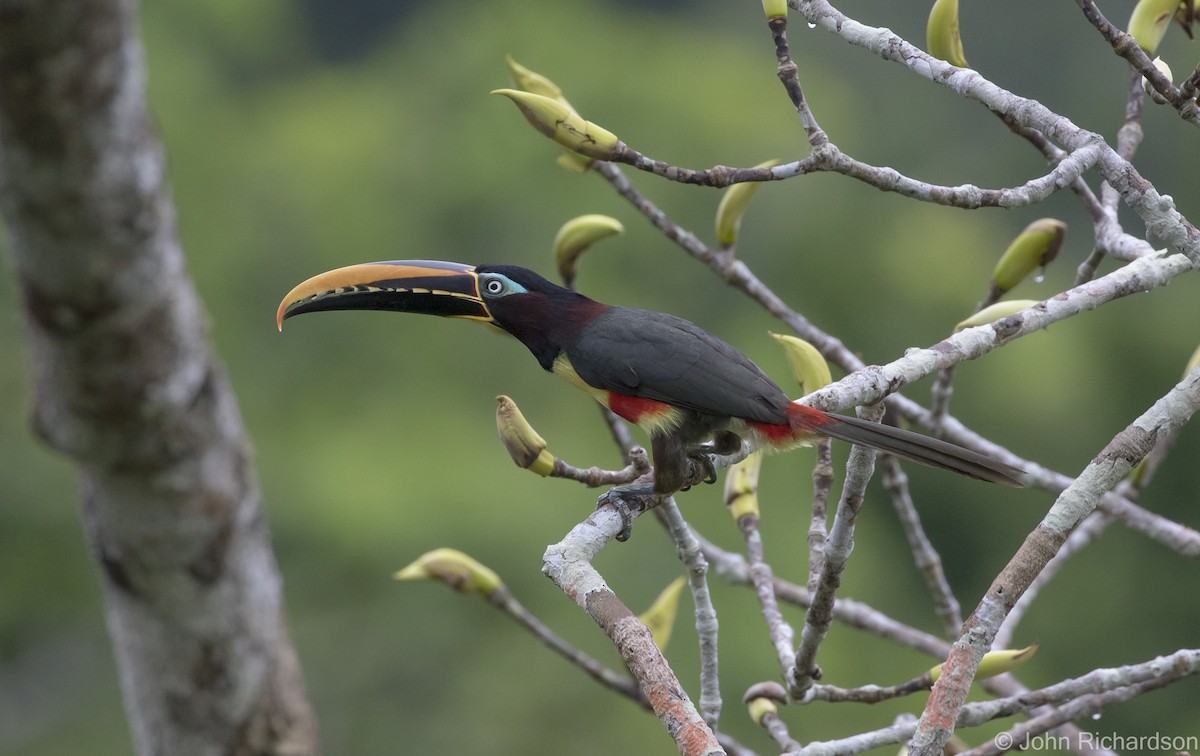 Chestnut-eared Aracari - ML620431984