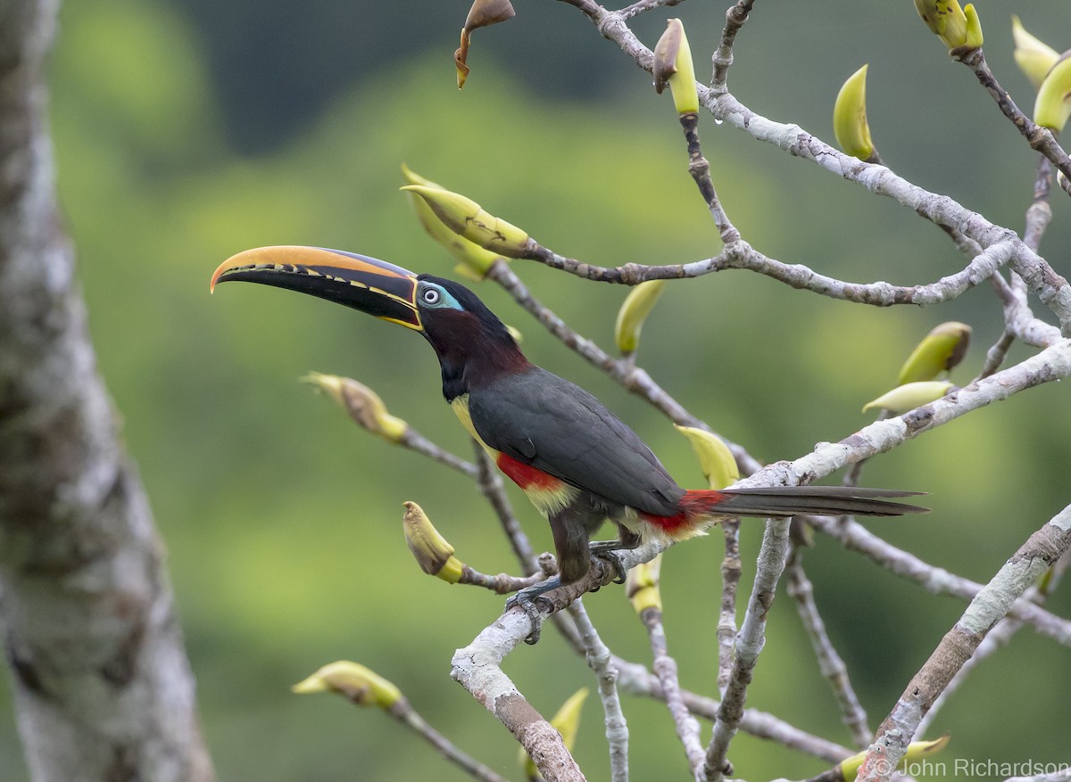 Chestnut-eared Aracari - ML620431986