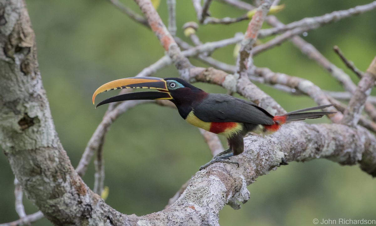 Chestnut-eared Aracari - John Richardson