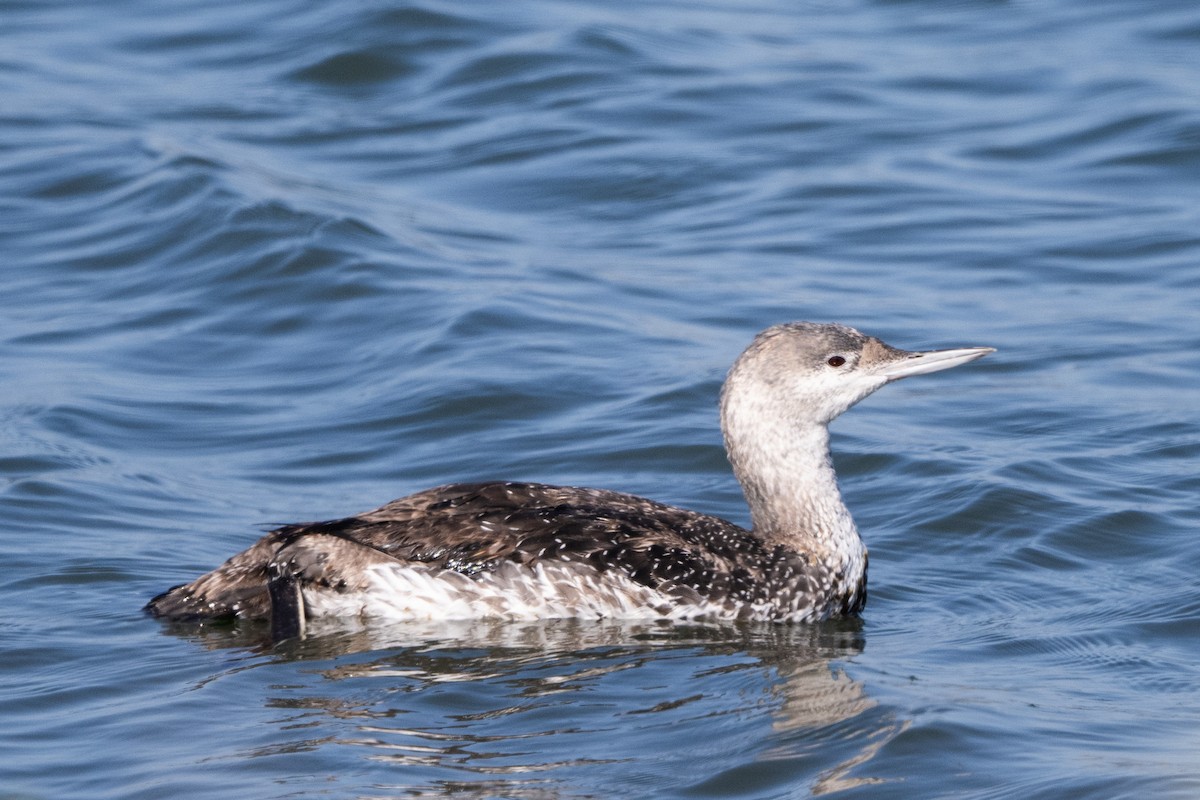 Red-throated Loon - ML620431988