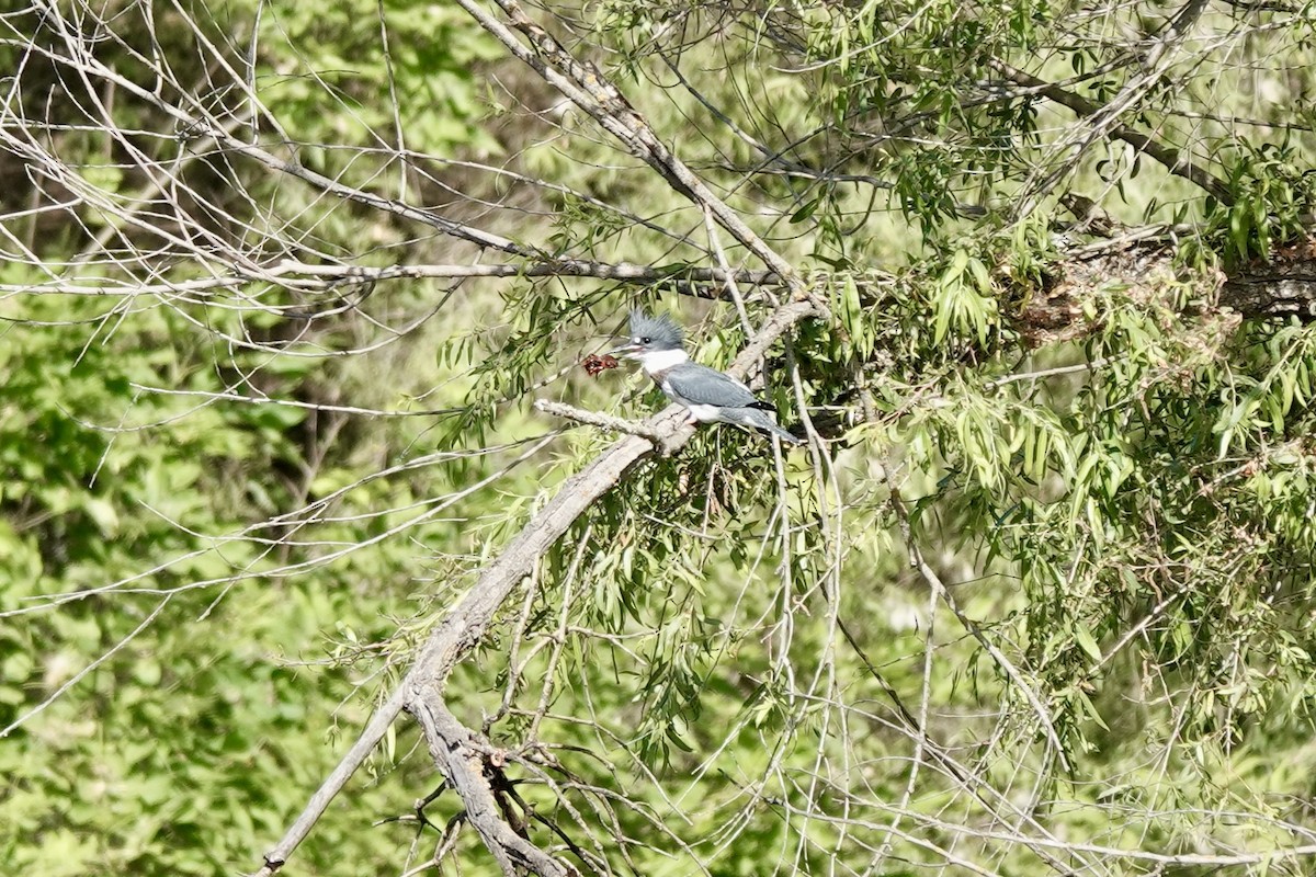 Belted Kingfisher - ML620431990