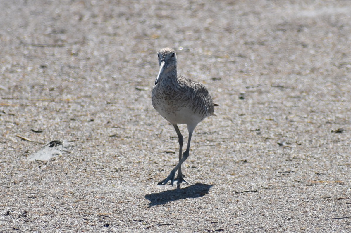 Willet - ML620431991