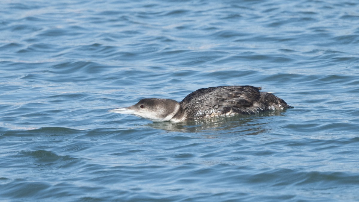 Plongeon huard - ML620431993