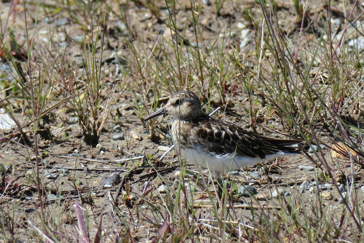 Least Sandpiper - ML620431994