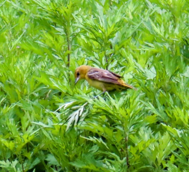 Orchard Oriole - ML620431996